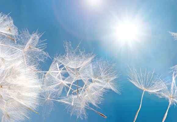 Pusteblume treibt im Wind gegen das Sonnenlicht